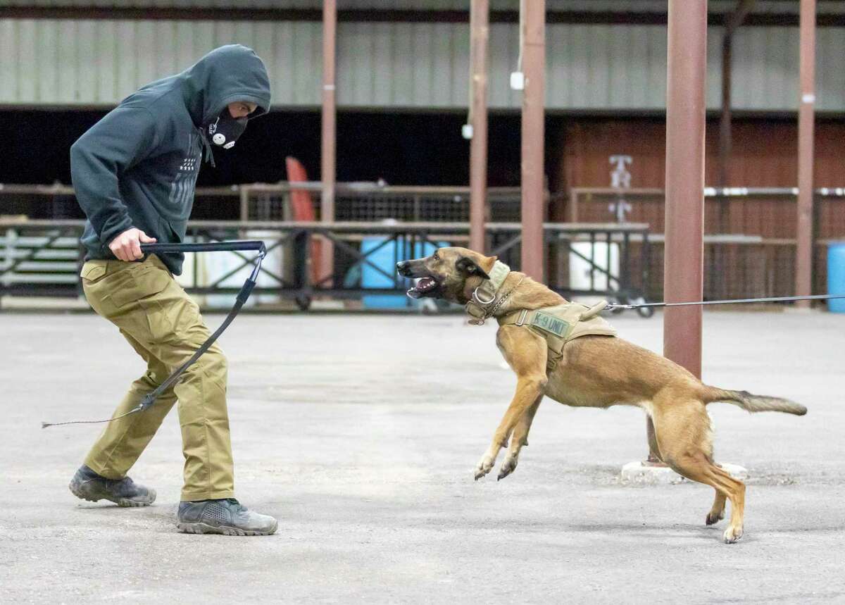 Harley Quinn lunges towards Archangel K9 master trainer Zac Carman during training in New Caney, Wednesday, Jan. 29, 2020.