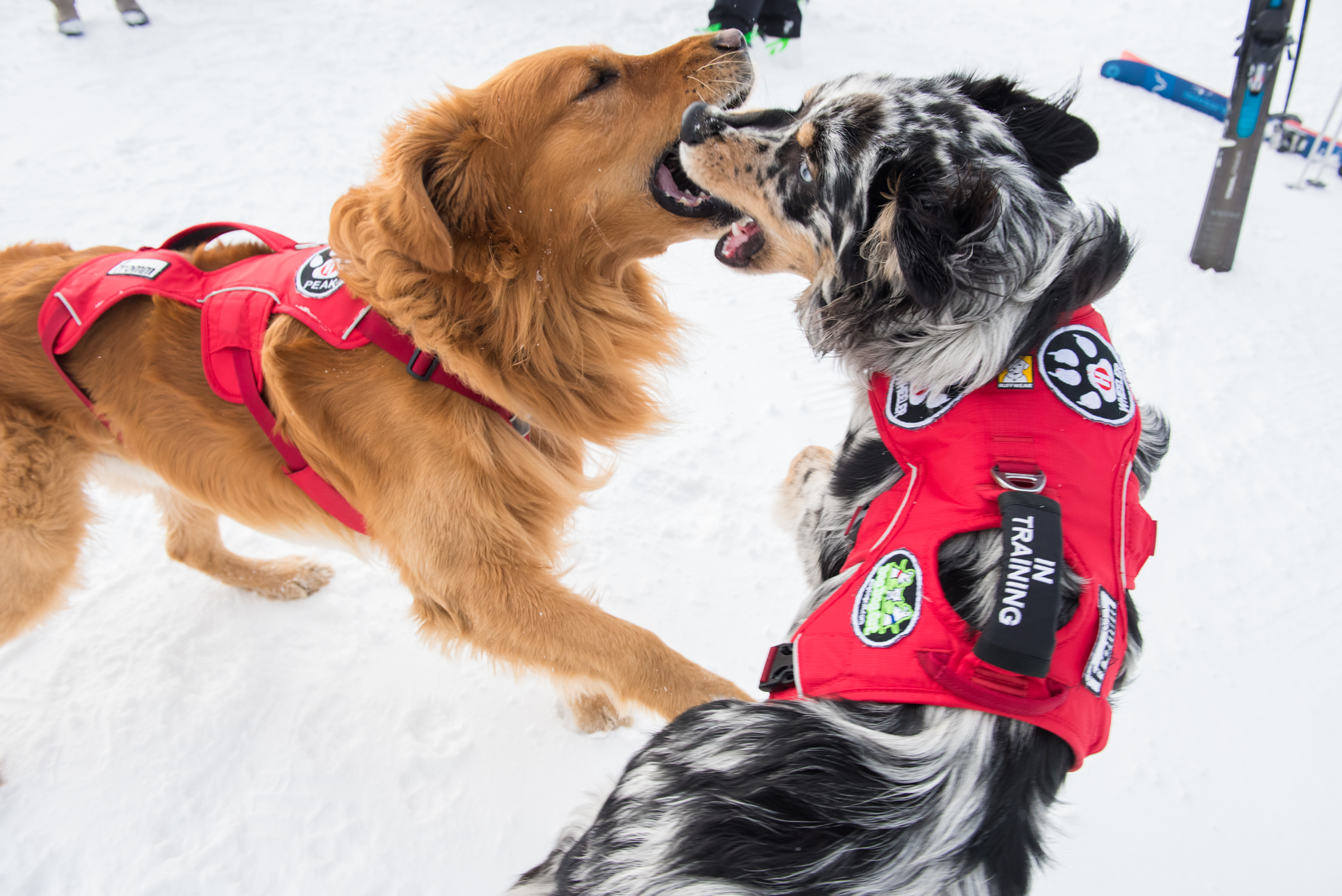 Avalanche, Dog, Avalanche Step In Dog Harness