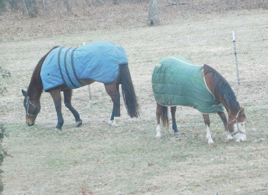Reader Photo Creature Comforts Jacksonville Journal Courier