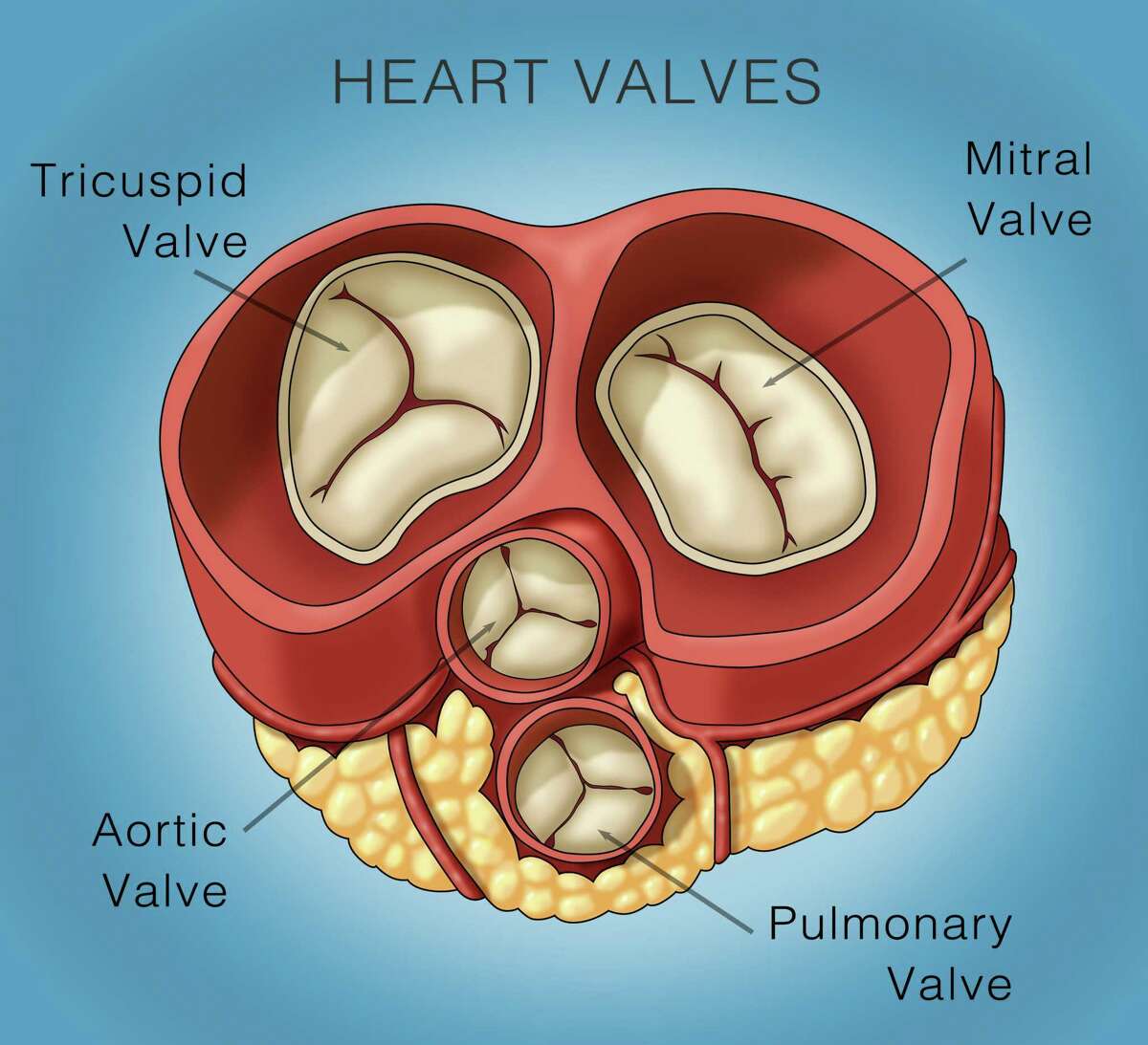 How Long Can A Person Live With A Faulty Heart Valve