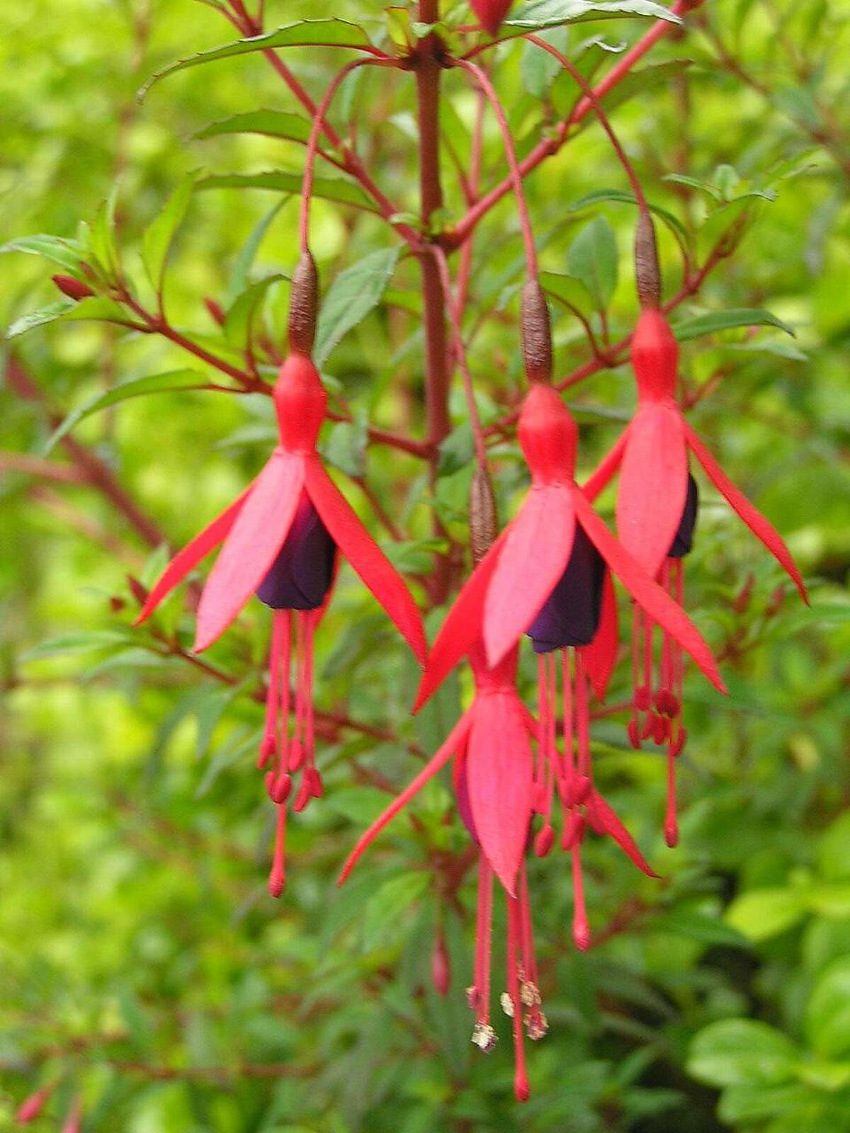 Fuschia 'Campo Thilco.' The flower of Fuschia 'Cardinal' is nearly twice as long as that of F. 'Campo Thilco.' Credit: Peter Baye Ran on: 08-30-2006 The flowers of fuchsia 'Cardinal,' left, are almost twice as long as those of 'Campo Thilco,' above. In other words, the tube of 'Cardinal' is as long as the whole flower of 'Campo Thilco.' Ran on: 08-30-2006 Ran on: 08-30-2006 Ran on: 08-30-2006