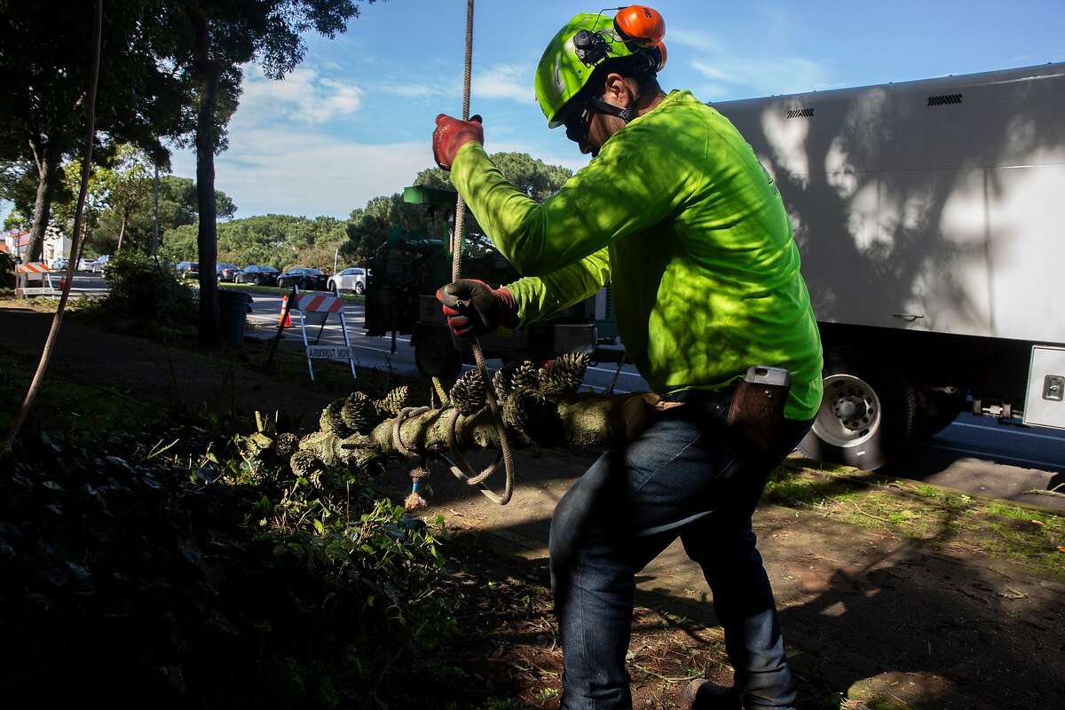 A tragic reminder of the hazards of tree work