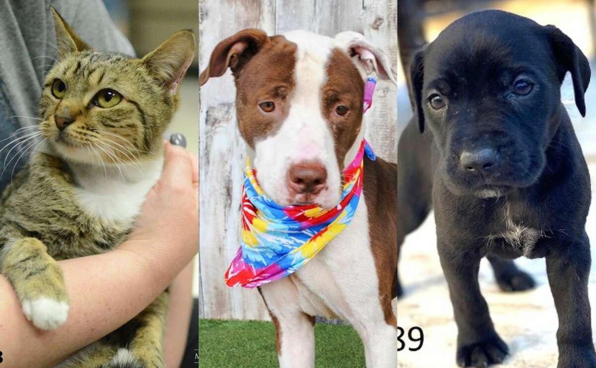 Montgomery County Animal Shelter offering free pet ...