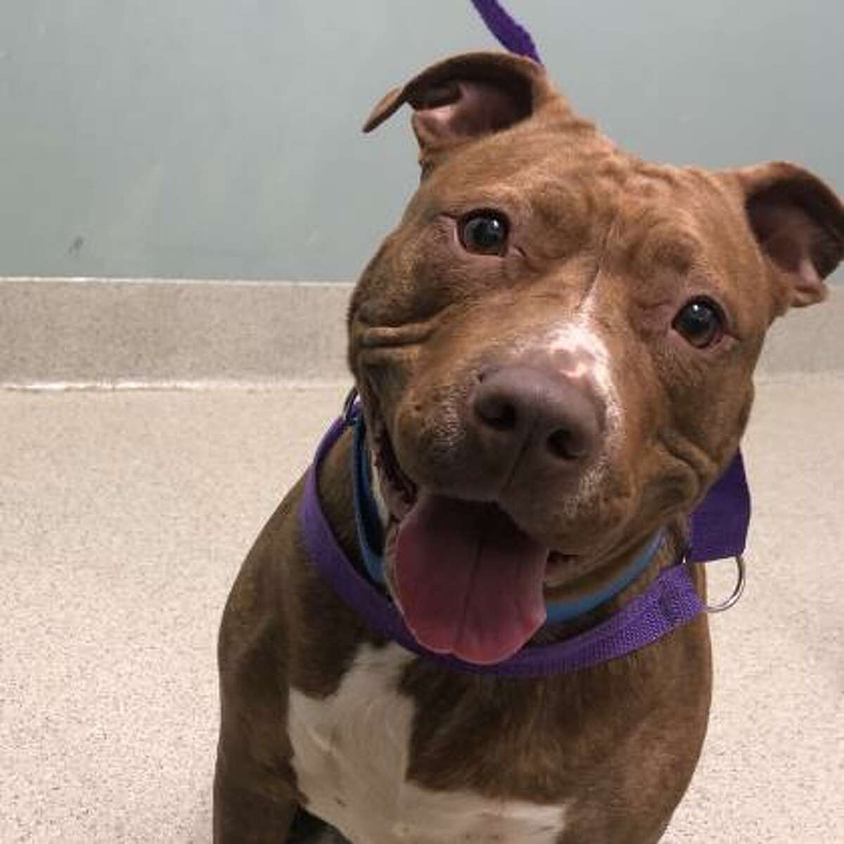 Yasha is a 4-year-old female terrier pit bull mix.
