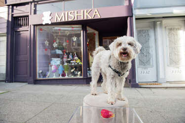 mishka dog cakes