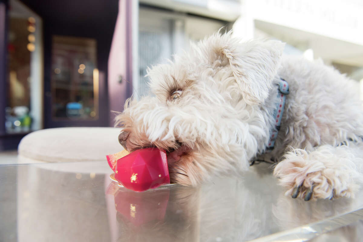 mishka dog cakes