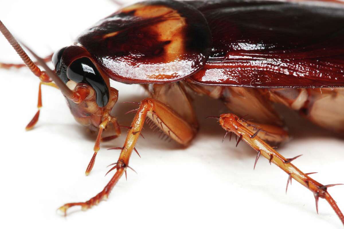 At the San Antonio Zoo’s Cry Me A Cockroach Valentine’s Day event, the brokenhearted can pay $5 to name a cockroach or $25 to name a rodent after their ex and then watch as the tasty morsel is fed to one of the zoo’s hungry, hungry insectivores.