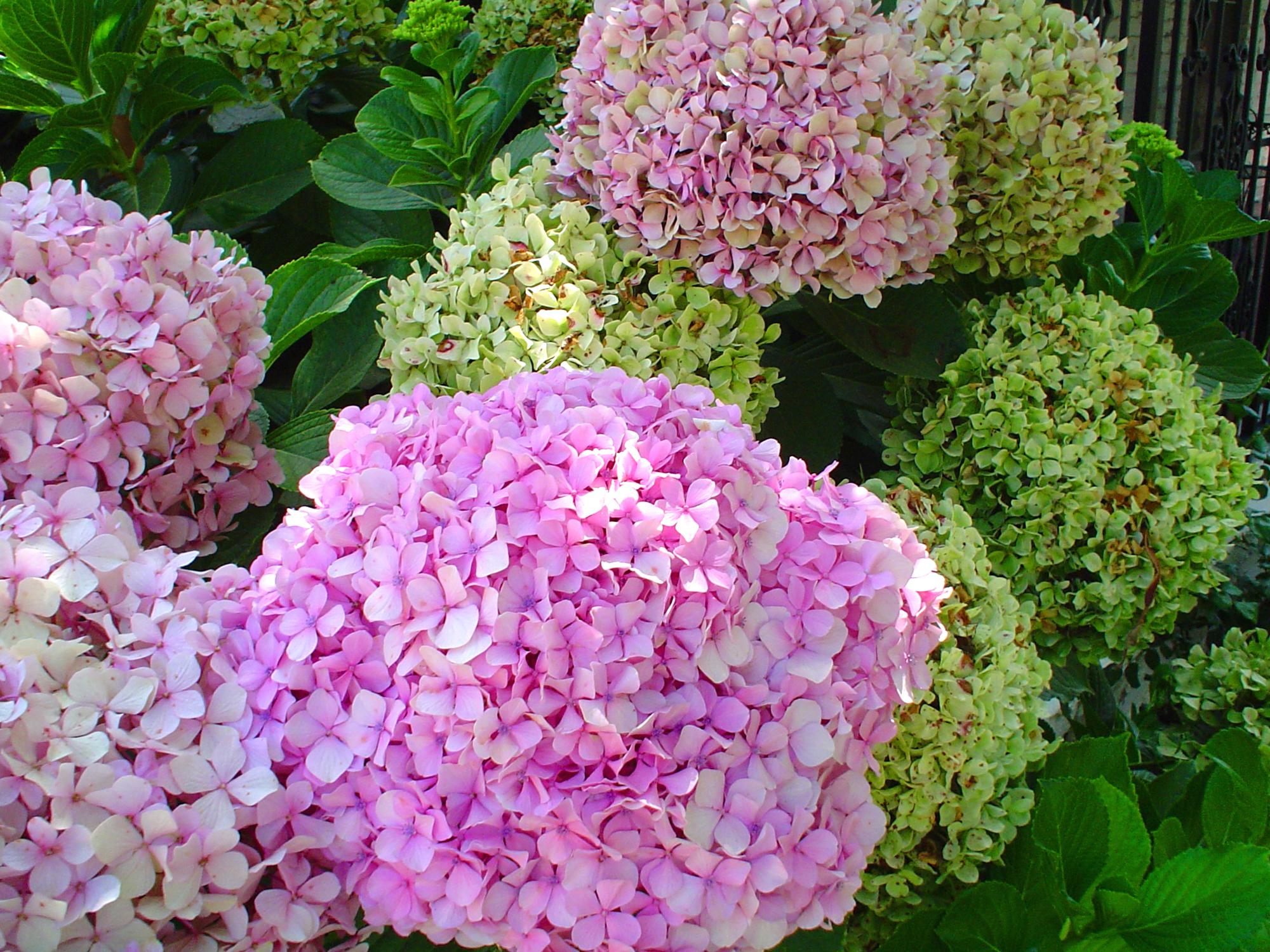 Ornamental plants have a place in the CT garden