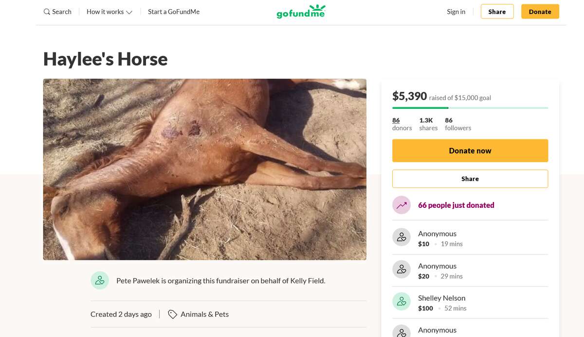 A GoFundMe page was created after a Poteet girl's rodeo horse was shot and killed last Saturday, Feb. 1, 2020. The barrel horse, which belonged to Haylee Field, was grazing in a pasture near the Field family home when it was shot, according to Atascosa County Sheriff David Soward.