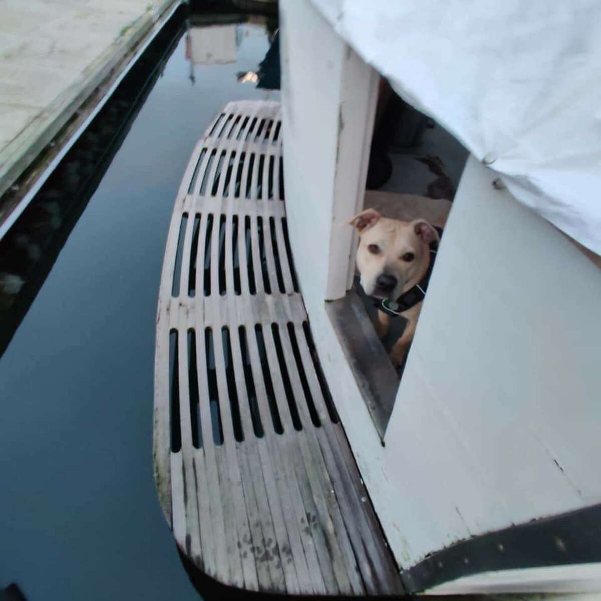 Meet Lola, the Houston dog saved from an alleged dogfighting ring that