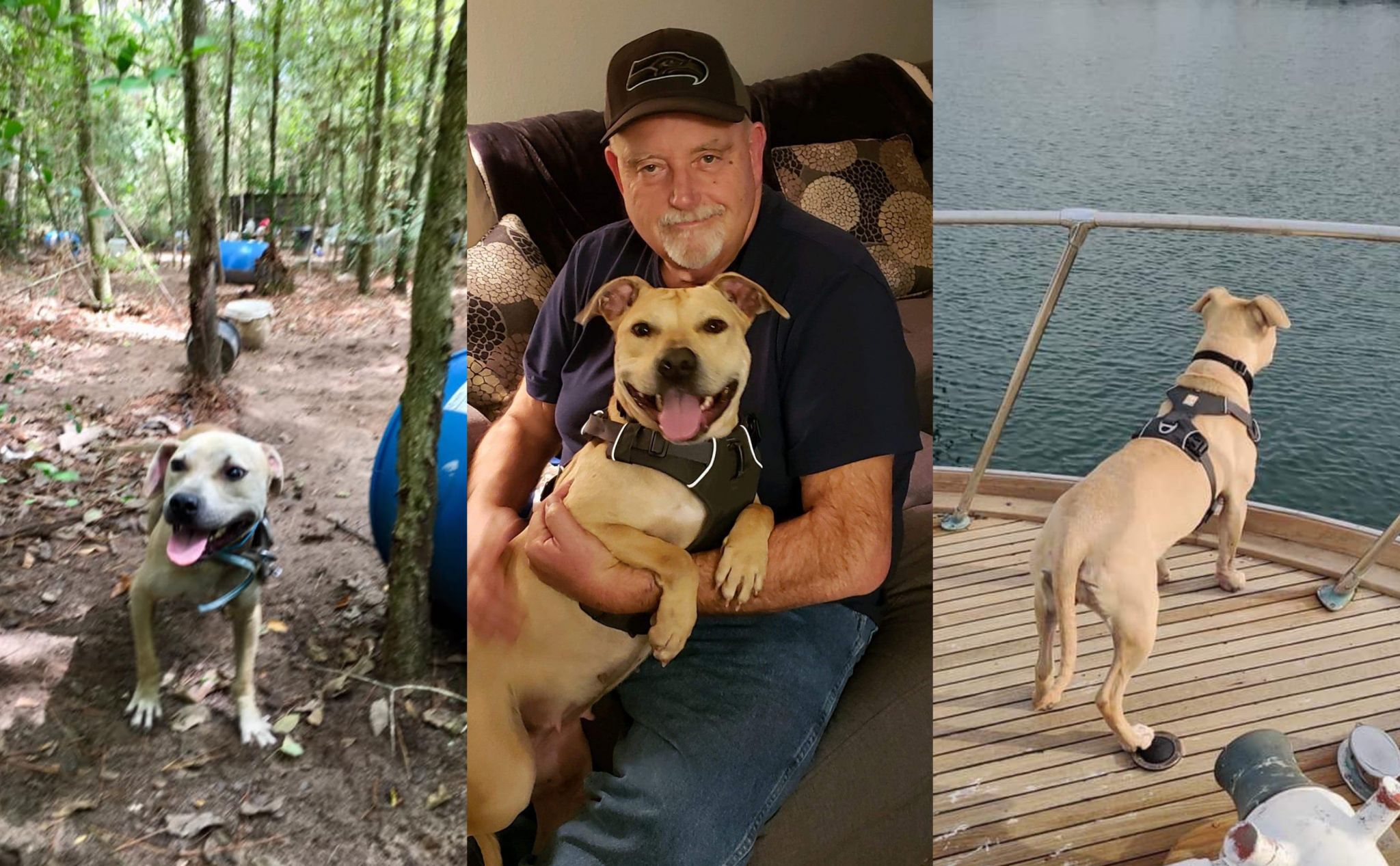 Meet Lola, the Houston dog saved from an alleged dogfighting ring that