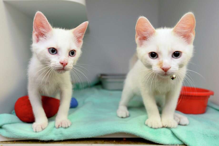 converse animal shelter inc