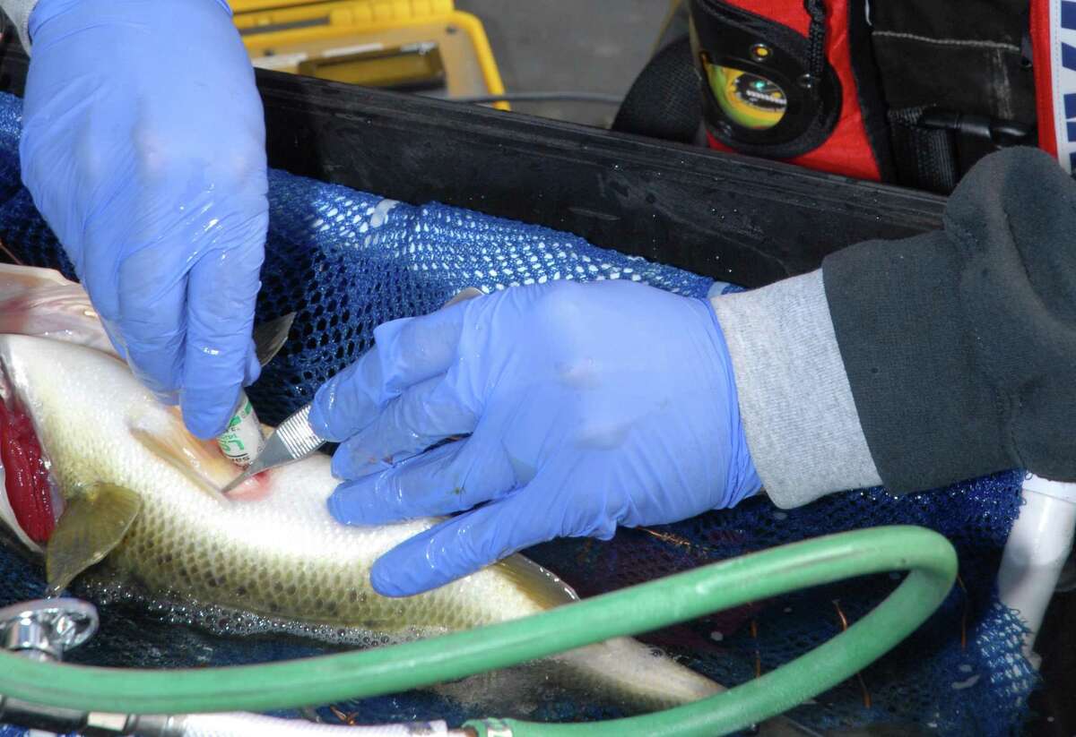 A TPWD bass tracking study launched on Toledo Bend in November underwent a major setback when all of the research fish — 26 in all — died of external fungal infections within two weeks of being surgically implanted with electronic transmitters.