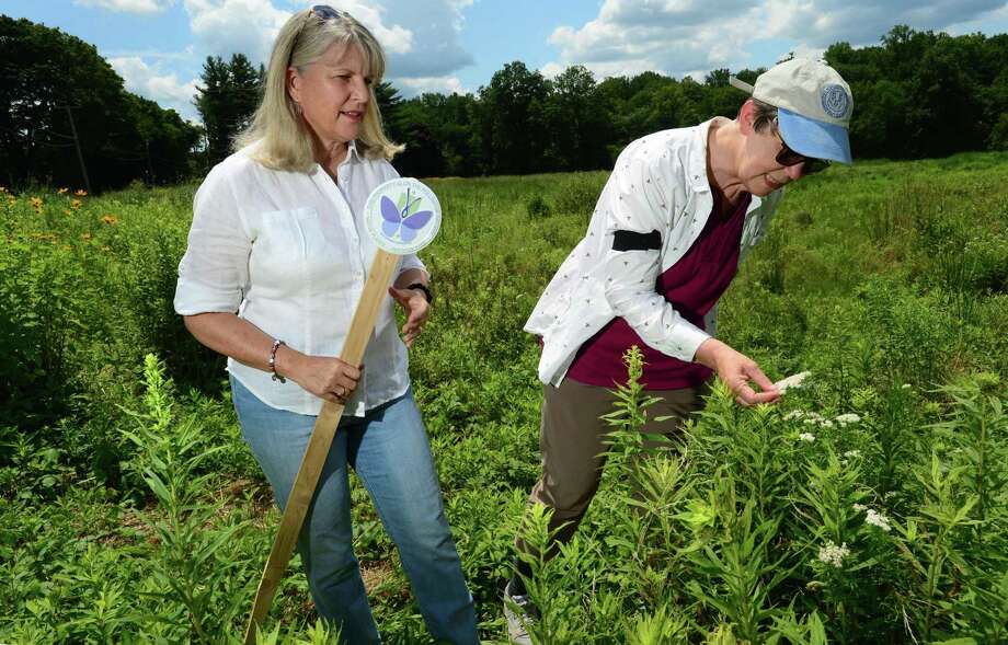 Pollinator Pathway pioneers, Mary Ellen Lemay, chairman of the Trumbull Conservation Commission, and Kimberly Stoner, who works in the Department of Entomology at the Connecticut Agricultural Experiment Station, inspect species of native flowering plants at Keeler Ridge Meadows Wednesday, July 24, 2019, in Wilton, Conn. Photo: Erik Trautmann / Hearst Connecticut Media / Norwalk Hour
