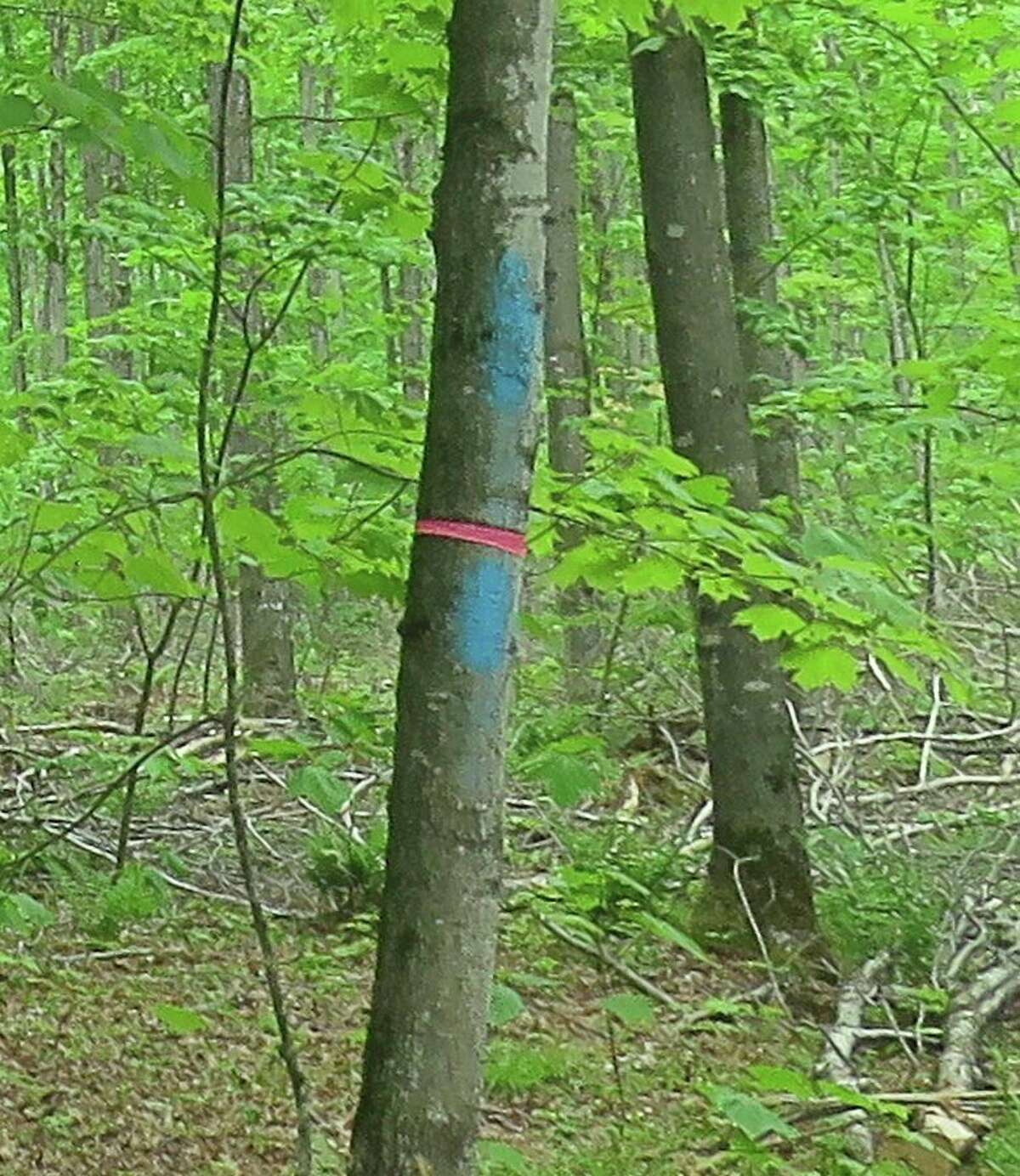 Telling a story Reasons behind the painted forest