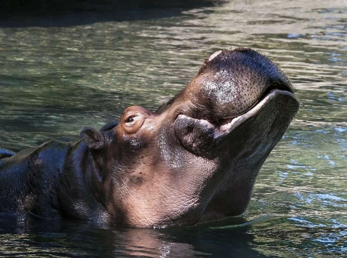 Woodland Park Zoo will seek new home for hippos Lily and Lupe for the animals' wellbeing and for resource sustainability. The potential move will likely occur in fall 2020 or later. Shown here is Lily.