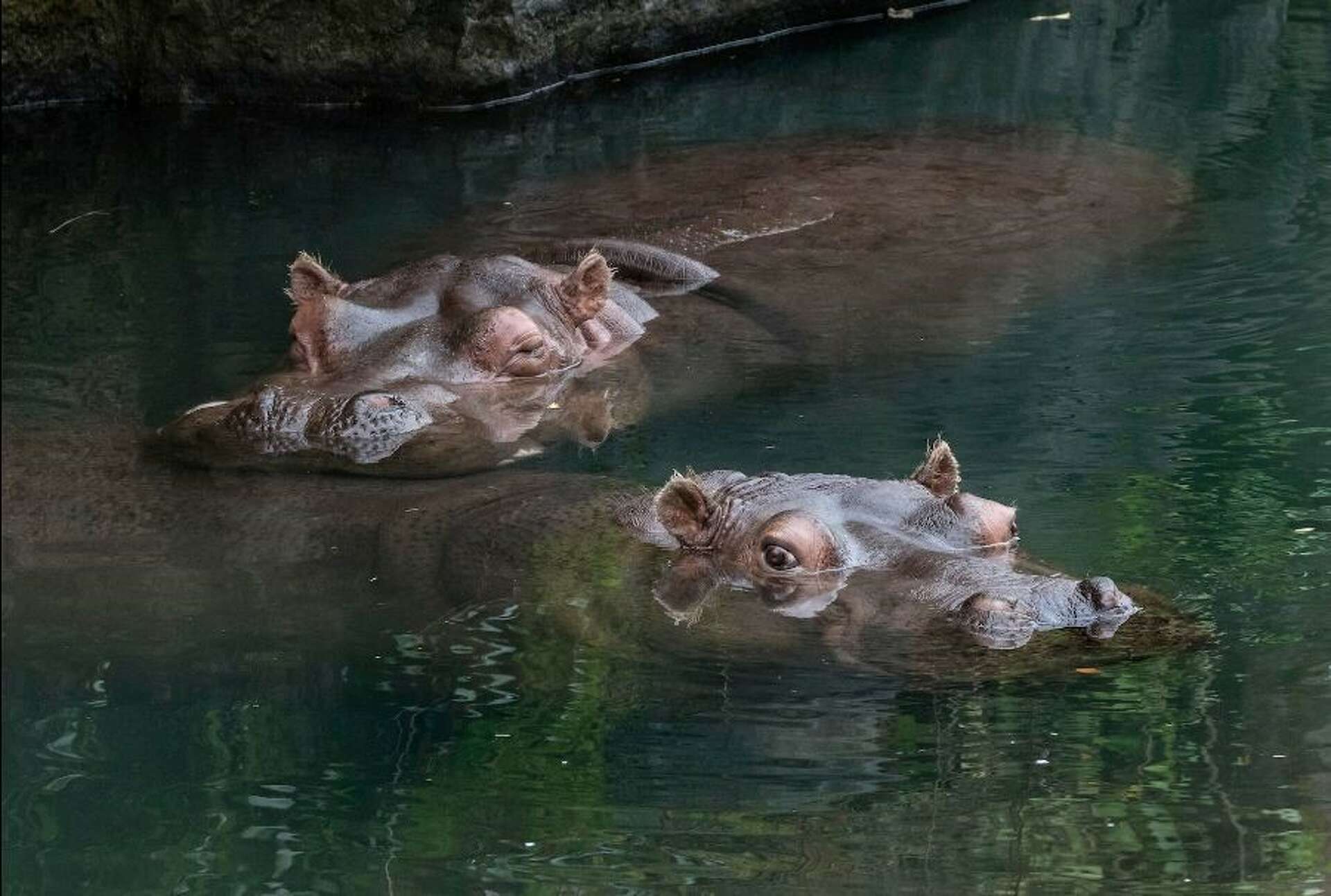 WILDSWANS PALM 藍染 Hippopotamus Baby Hippo at the Zoo
