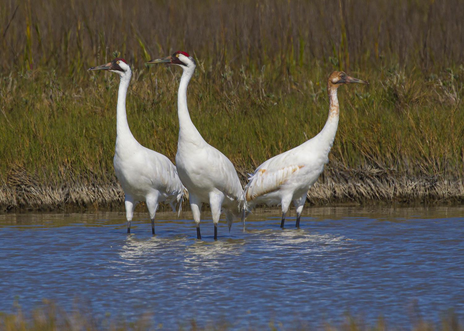 Head To Aransas Bay To See Majestic Whooping Cranes