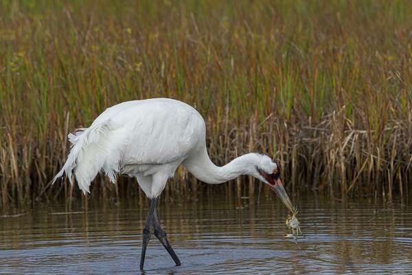 Head to Aransas Bay to see majestic whooping cranes - HoustonChronicle.com