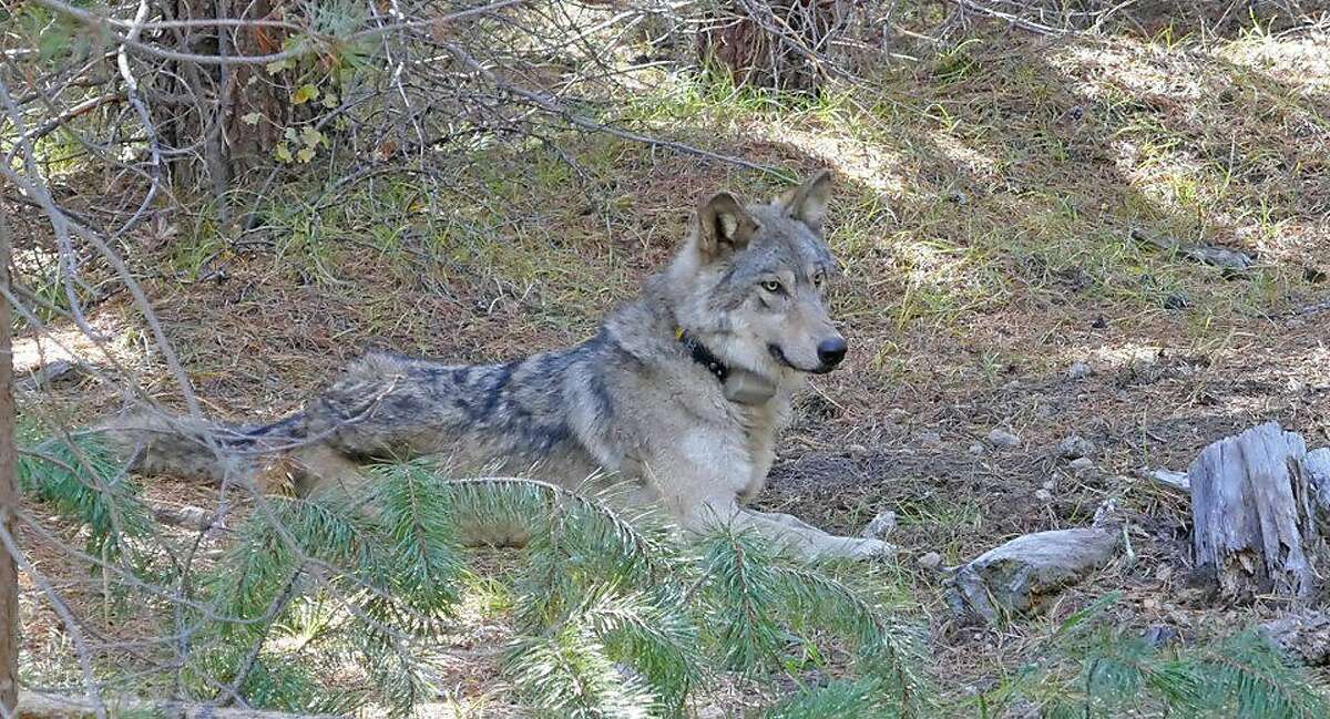 OR-54, a gray wolf, was born to the famous wandering wolf OR-7 that was the first wild wolf known to have entered California in 100 years. OR-54 was found dead on Wednesday, Feb. 5, 2020.