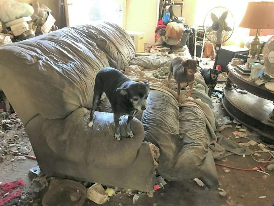 Houston Spca Seeks Info For Abandoned Injured Puppy Houston Chronicle