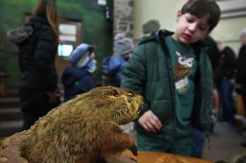 Leopold Riano, 6, of Westport, checks out a stuffed groundhog during an afternoon of Groundhog Day activities at the Ansonia Nature Center in Ansonia on Sunday, February 2.