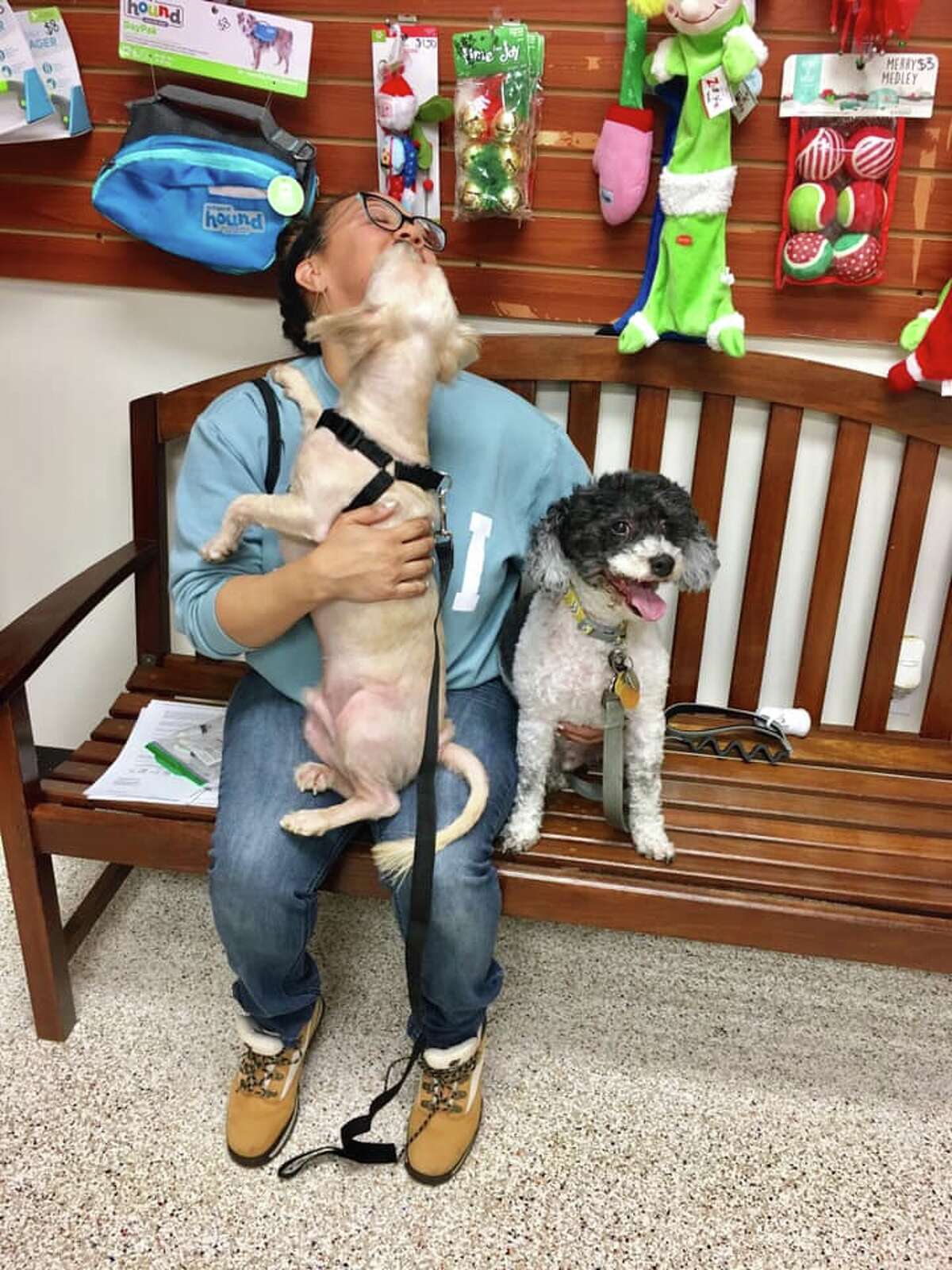 Houston Pets Craigslist - 0j3gdm1