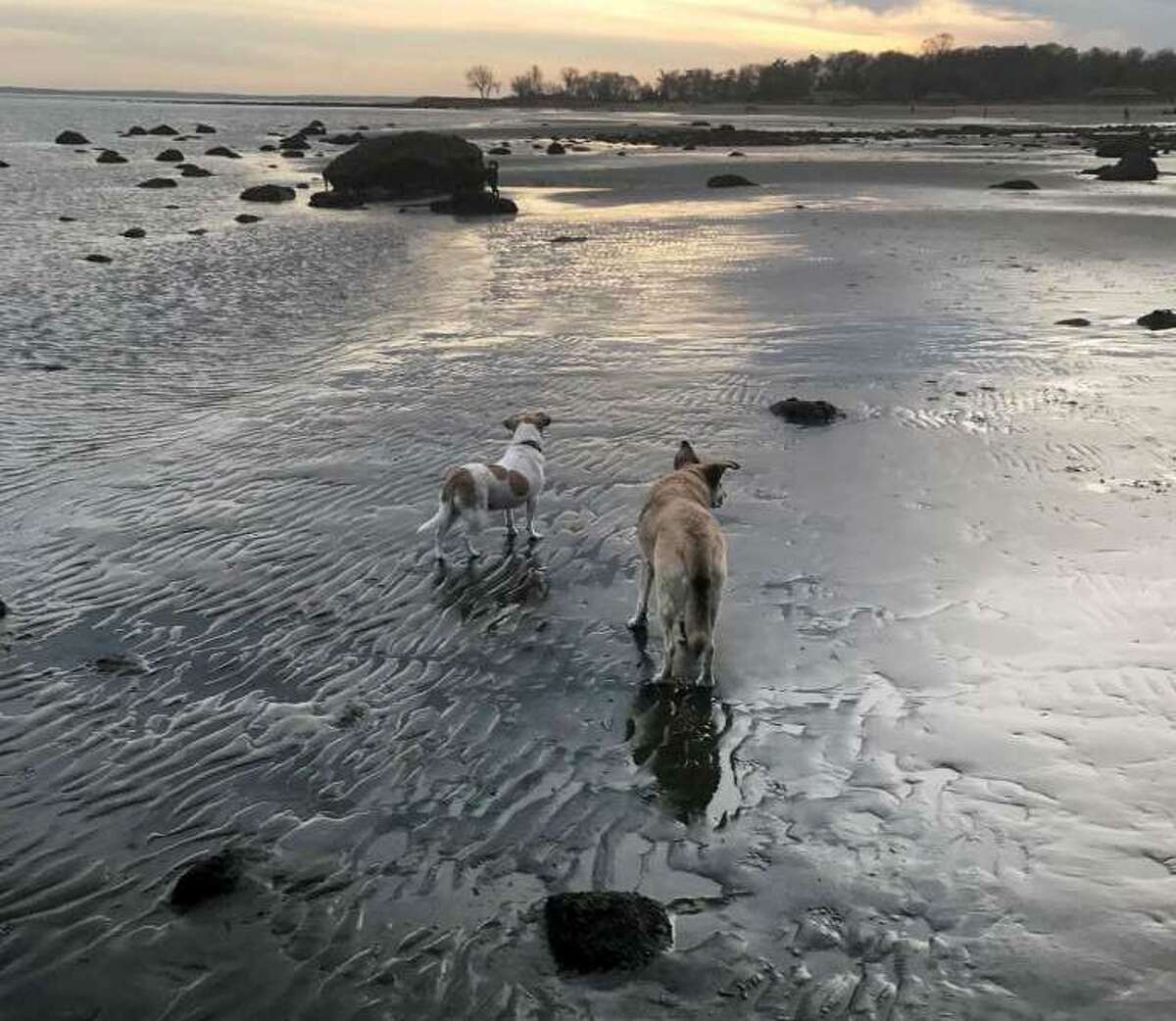 Dogs off-leash wander into Long Island Sound at Tod’s Point. There is nothing in the town regulations that mandate a dog to be on-leash when it is in the water, according to police.