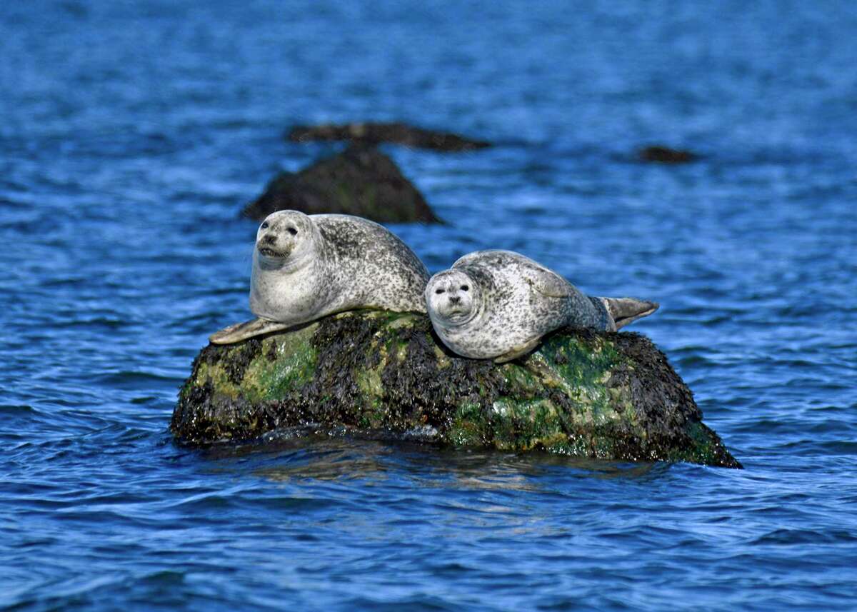 Seal-Spotting and Birding Cruises will be held Feb. 15 at 9:30 a.m. and Feb. 16 at 10:30 a.m.at the Maritime Aquarium, 10 North Water Street, Norwalk. Tickets are $26.50-$31.50. For more information, visit maritimeaquarium.org.