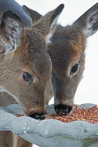 The Search For Food Huron Daily Tribune