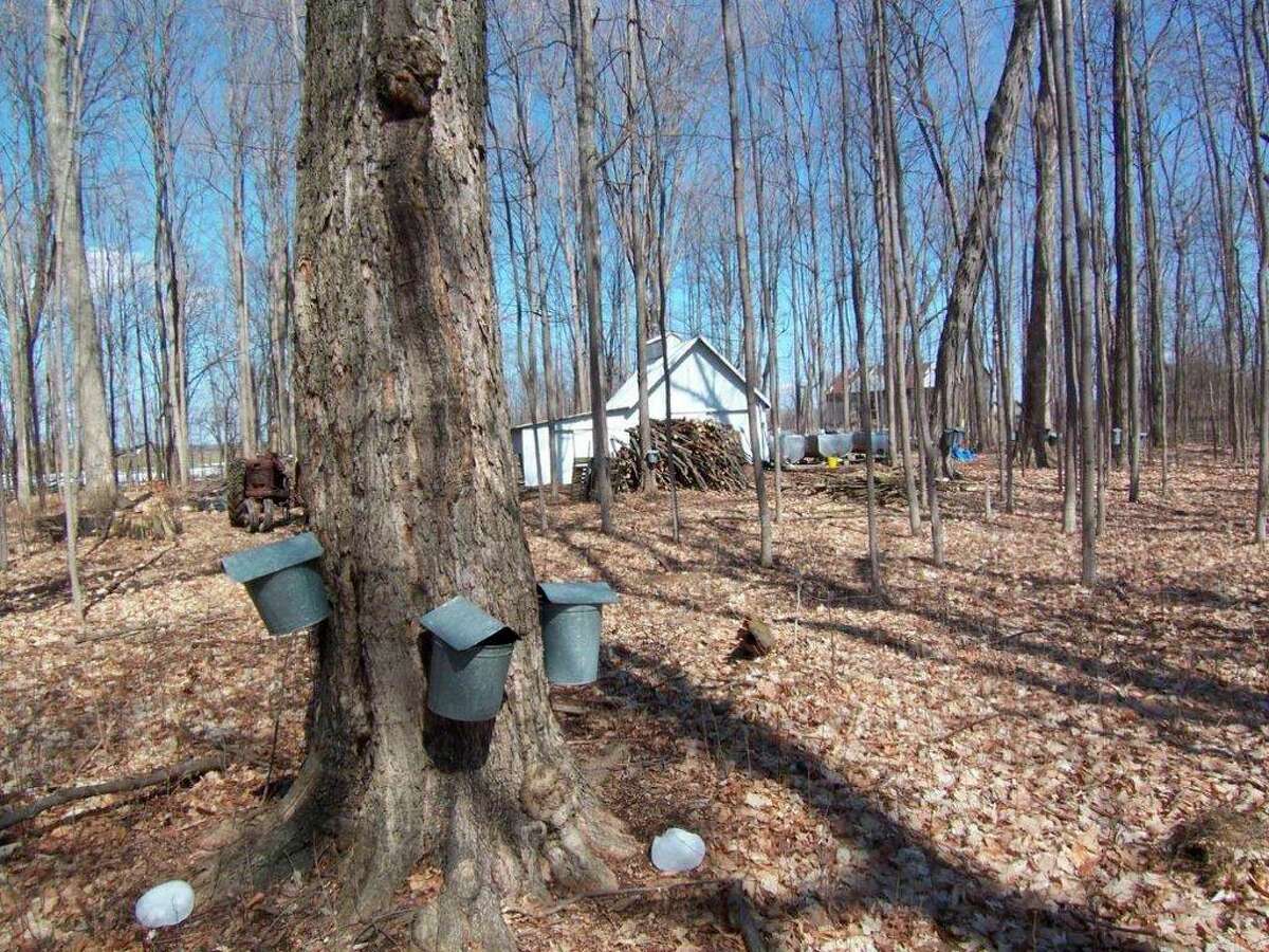 Certain sugar maple trees in the Battel Sugarbush still require metal sap buckets with lids (which keep out moisture and debris) to gather sap. This tree is large enough to feature three taps. (Tom Lounsbury/Hearst Michigan)