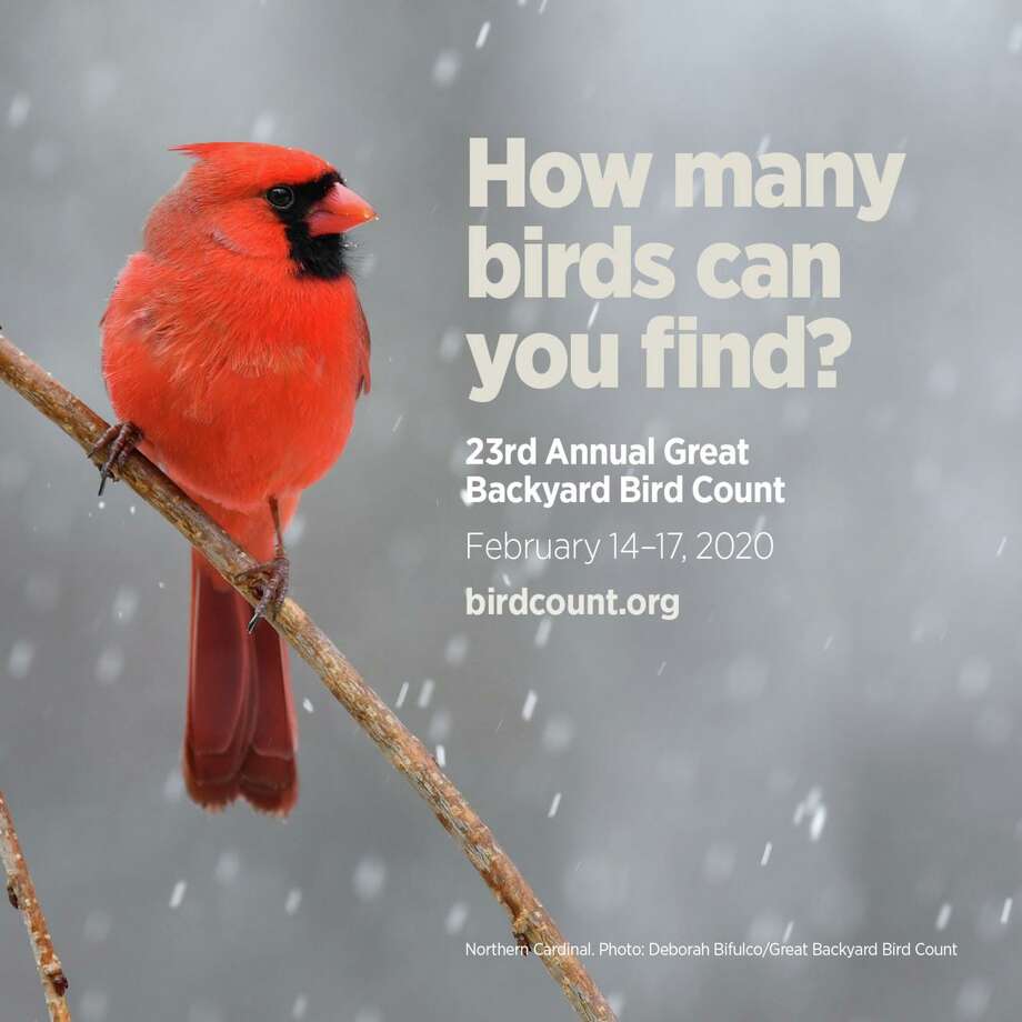 Cos Cob Library To Host Great Backyard Bird Count Introduction
