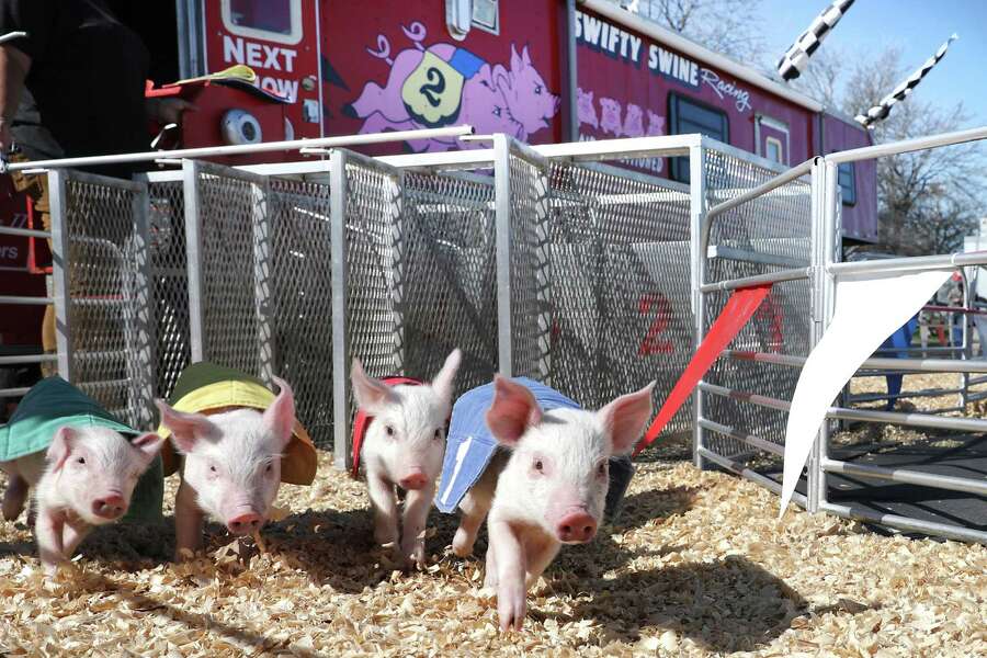 Swifty Swine pig races delight crowds at San Antonio Stock Show & Rodeo