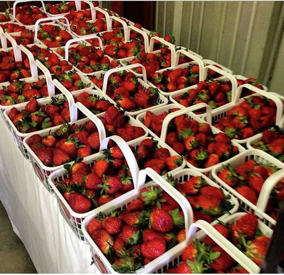 It's strawberry season in Texas. Here are some of the best farms to