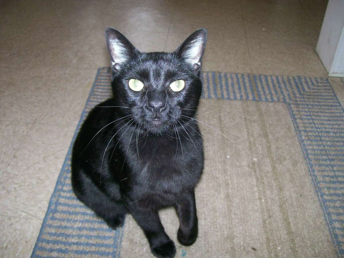 Panther is a very handsome jet black neutered male cat. He was found as a stray but very friendly. Visit Panther and other cats and dogs available for adoption at Trumbull Animal Shelter, 324 Church Hill Road or 203-452-5088 for more information.