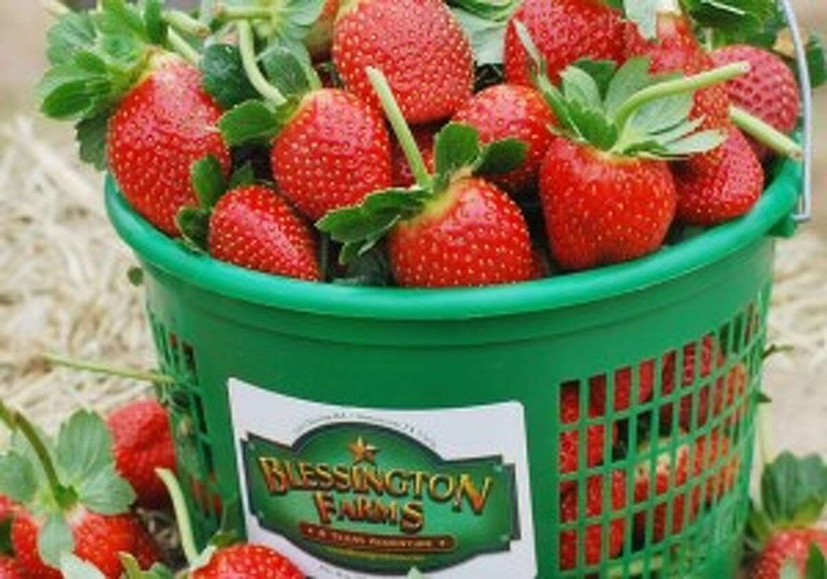 It's strawberry season in Texas. Here are some of the best farms to