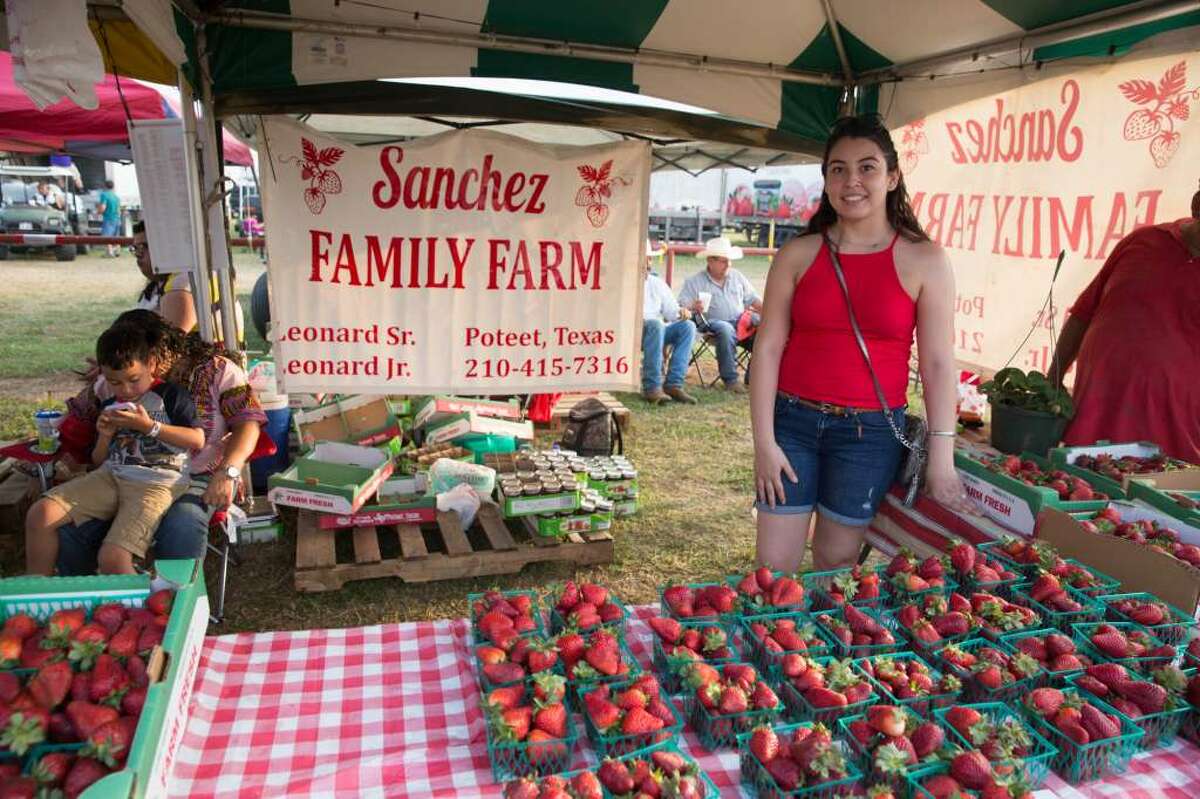 It's strawberry season in Texas. Here are some of the best farms to