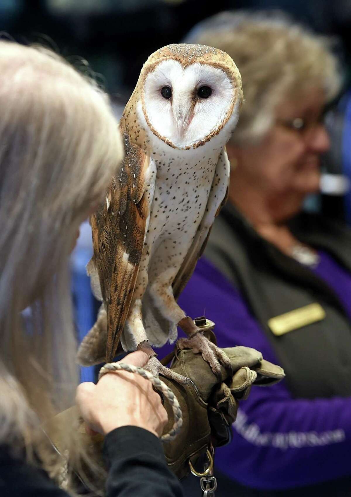 Owl Prowl is on Feb. 21 at 6 p.m. at the CT Audubon Society’s Center at Fairfield, 2325 Burr St., Fairfield. For ages 8 and up to look for winter owls. Cost is $7-$10. Register online. For more information, visit ctaudubon.org.