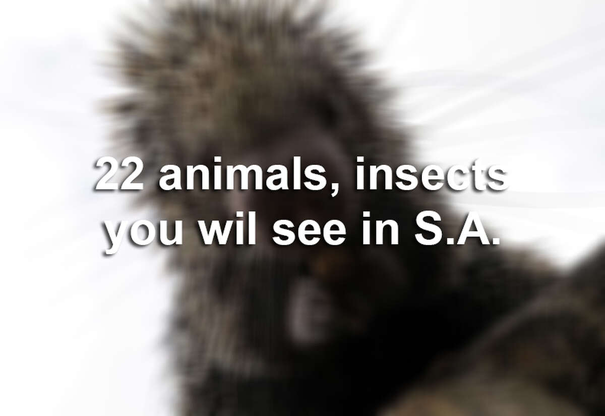 22 creatures you will meet in San Antonio.
