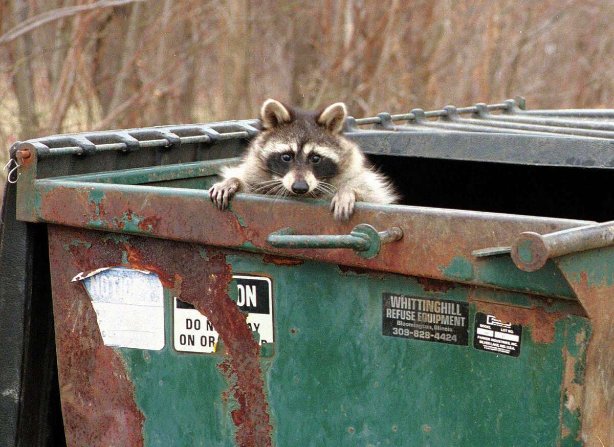 Raccoons: The Dumpster Dwellers