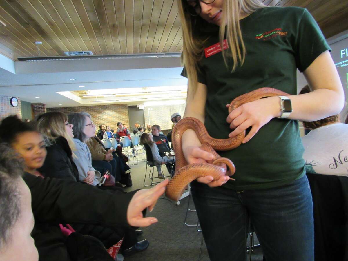 Lindsey Harrell holds a corn snake while audience members pet it during Snakes Alive! on Saturday, Feb. 15 at the Chippewa Nature Center.