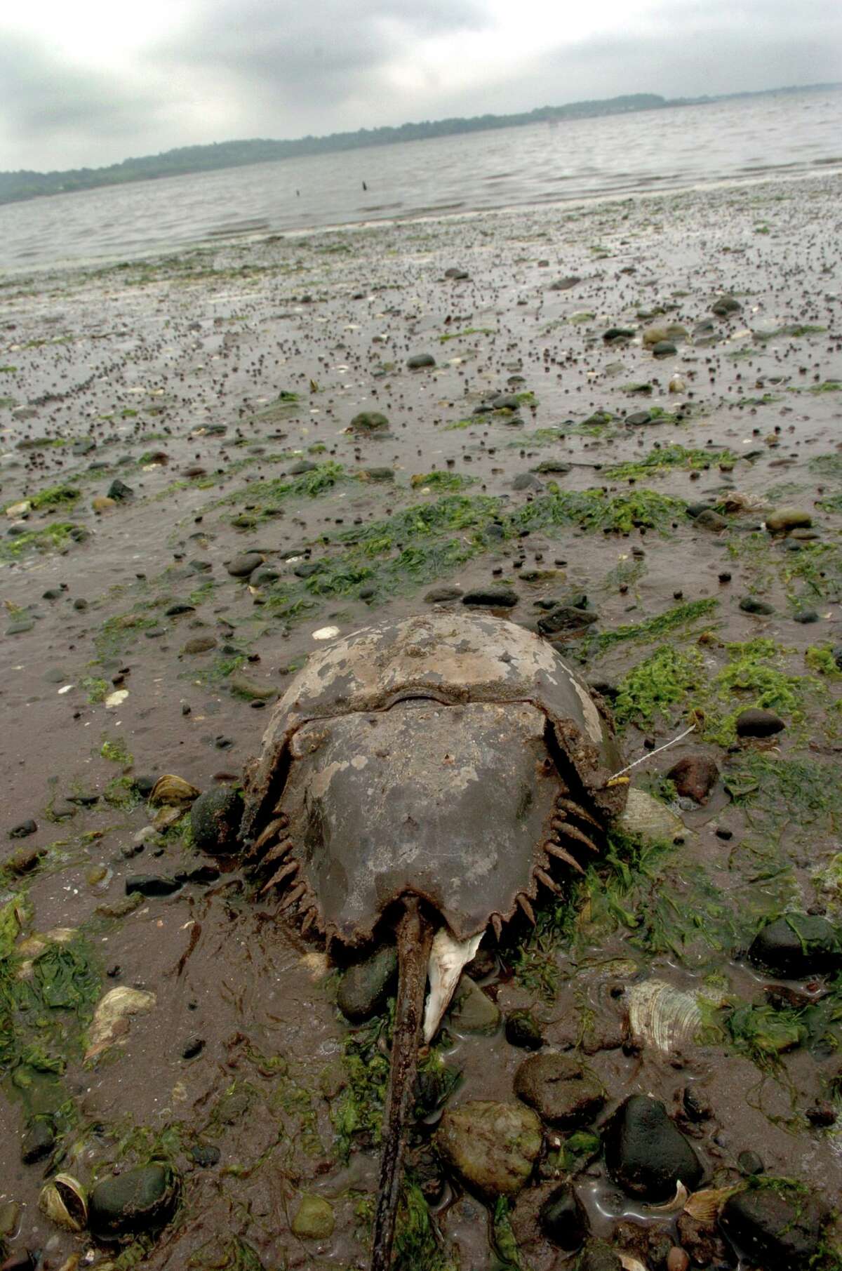 Audubon Society urges ban on CT horseshoe crab harvesting