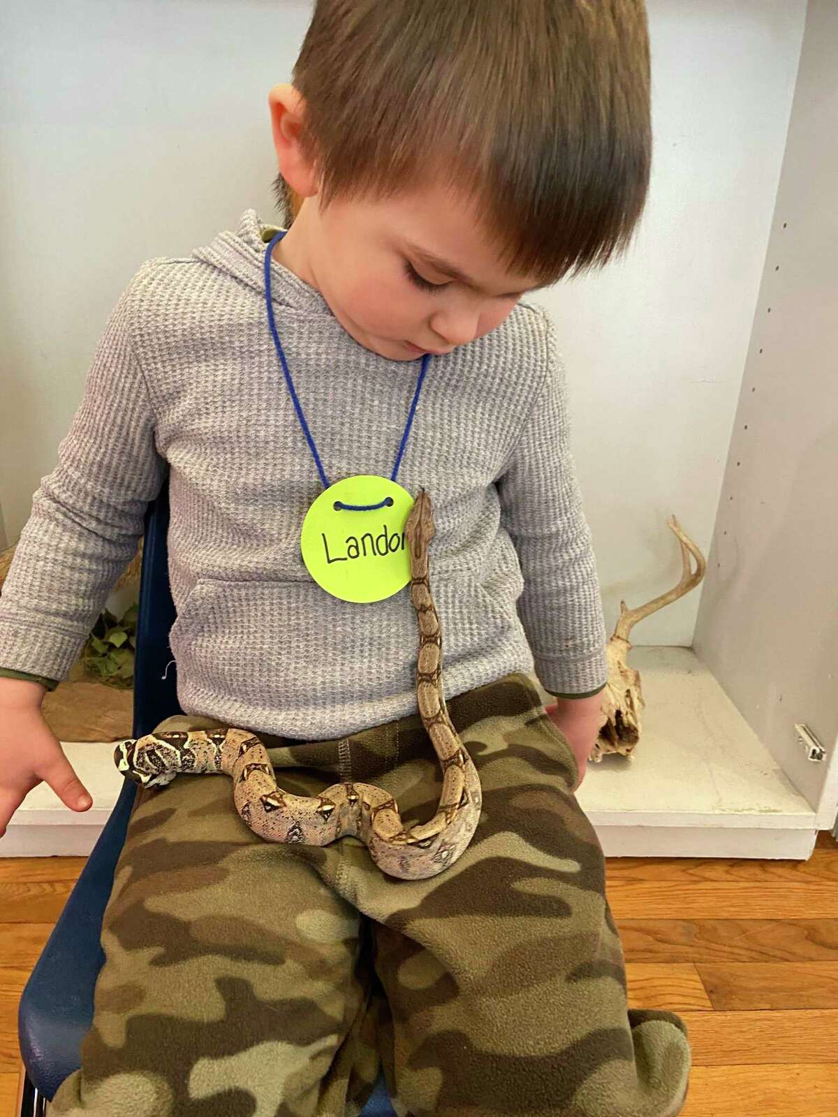 Landon Marchison, 3, from Ridgefield, watches as Indira, the new Colombian Red-Tailed Boa Constrictor, slithers on his lap at the Woodcock Nature Center on Feb. 17.