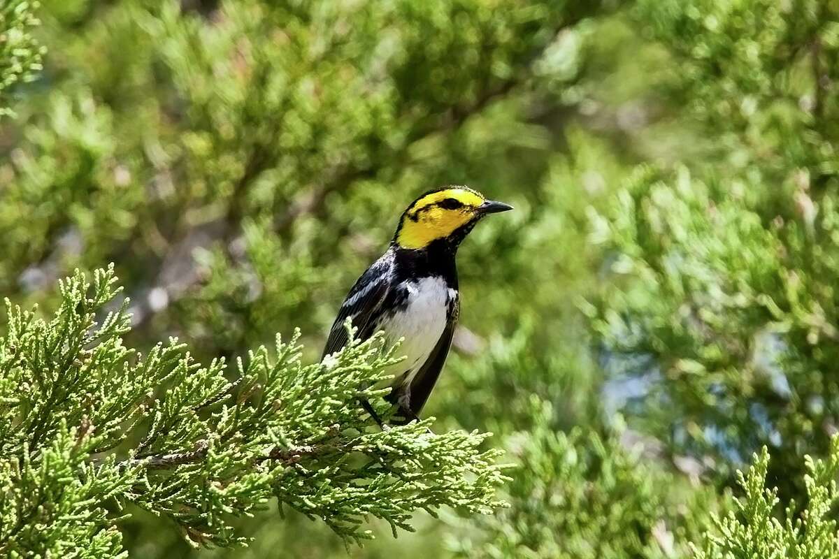 In a Friday afternoon decision, U.S. District Court Judge Robert Pitman in Austin struck down a request by opponents of the $2 billion project seeking a temporary restraining order to stop Kinder Morgan’s Permian Highway Pipeline from going through the Hill Country habitat of an endangered songbird known as the golden-cheeked warbler and from being built above parts of the Edwards Aquifer, an underground freshwater reservoir that’s a source of drinking water to millions of people and home to several threatened and endangered species of salamander, fish and insects.