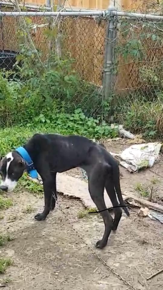 Investigators find chained dogs starving, eating bark off trees in