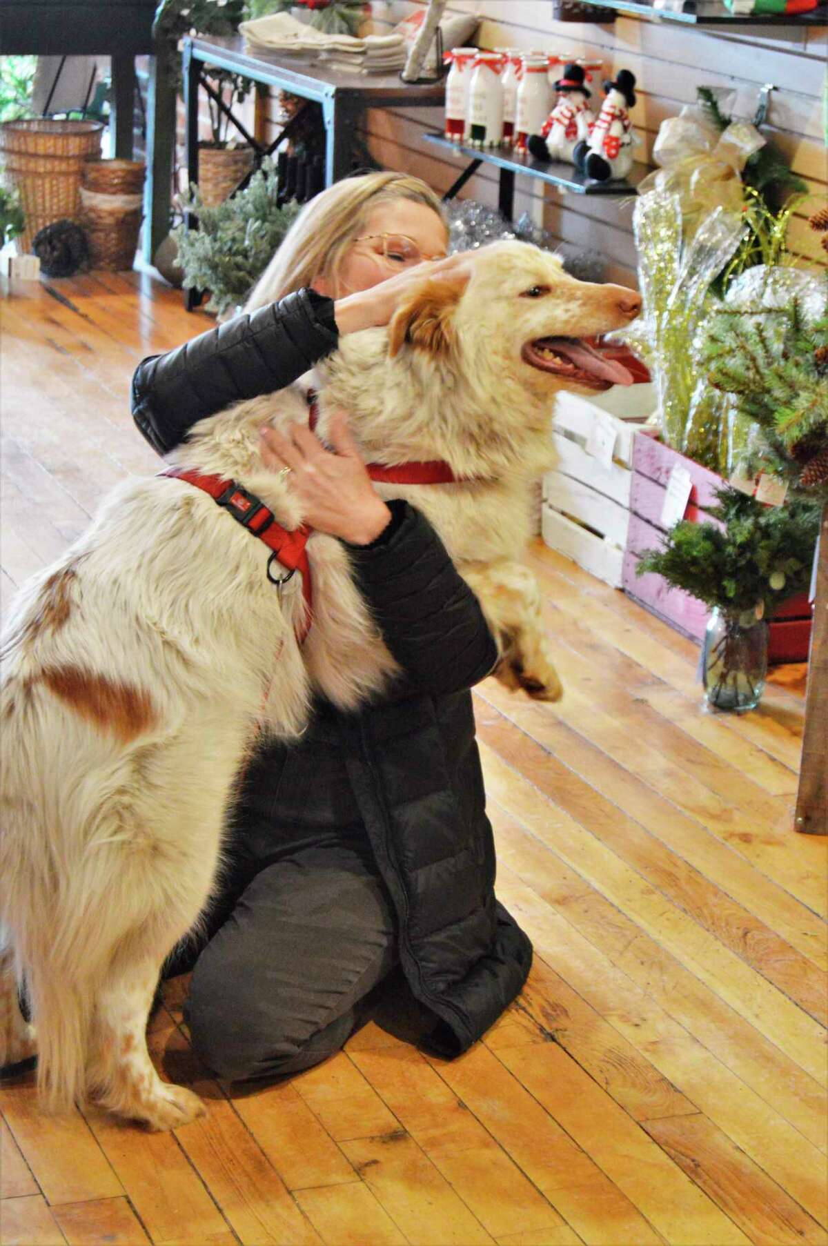Snowball, and Australian Shepherd dog, loves on Amy Earley, the Midland resident who lured him in and captured him, after he was missing for more than two years. (Ashley Schafer/Ashley.Schafer@hearstnp.com)
