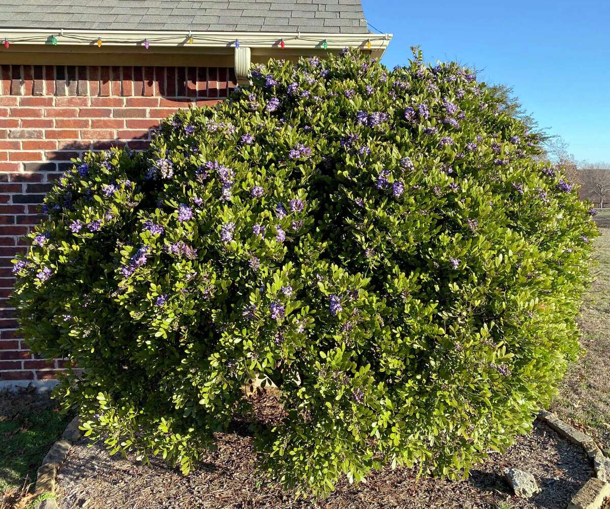 Neil Sperry The many varieties of clover make it hard to control in