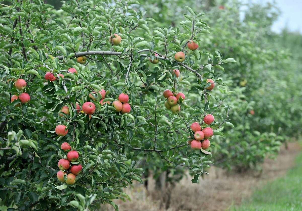 BAKERY – Blue Jay Orchards