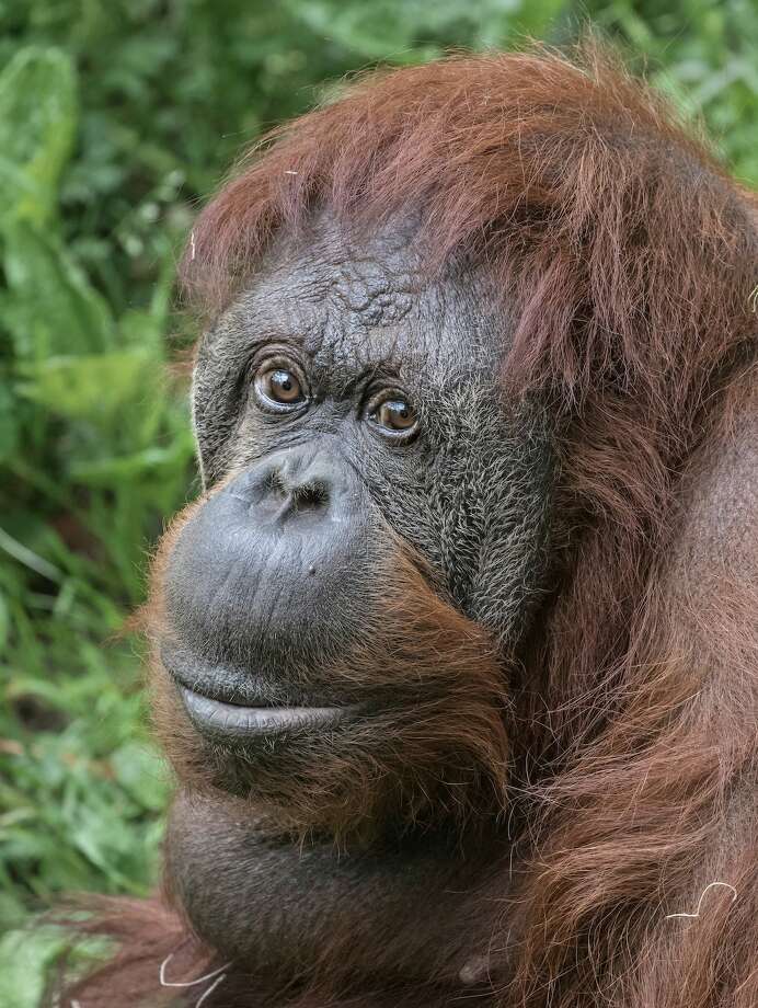 Chinta female orangutan  and oldest animal at Seattle s 