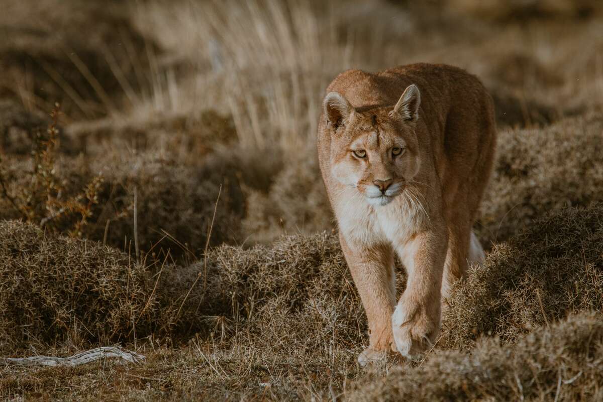 A file photo of a mountain lion. A mountain lion injured a six-year-old girl at Rancho San Antonio Park at Cupertino, leading to its closure Sunday morning.